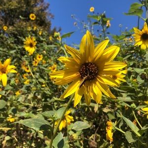 Meet your Posher, Nayeli